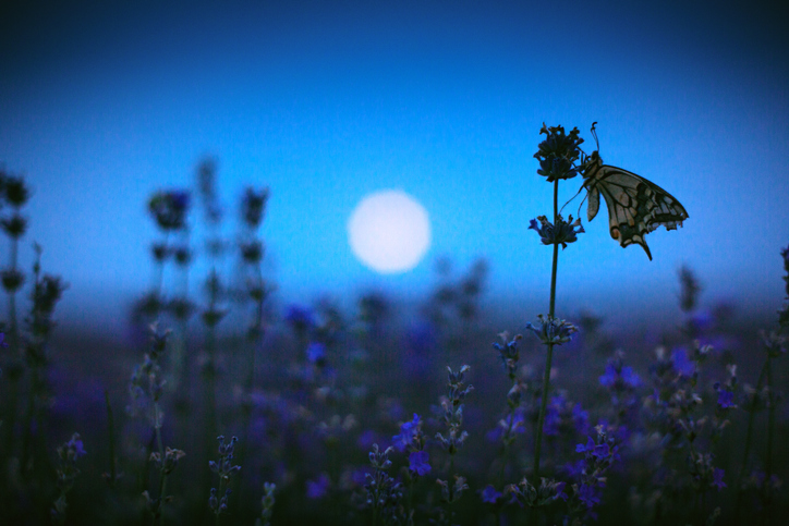 Night Garden at Heligan